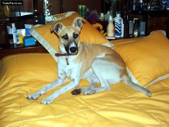 Foto del perro Mora