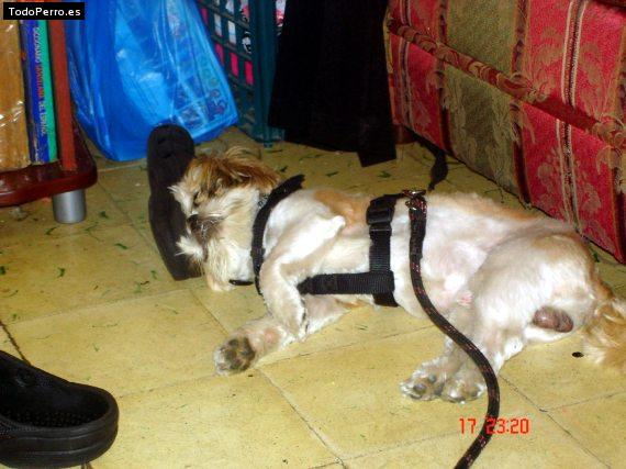 Foto del perro Scott