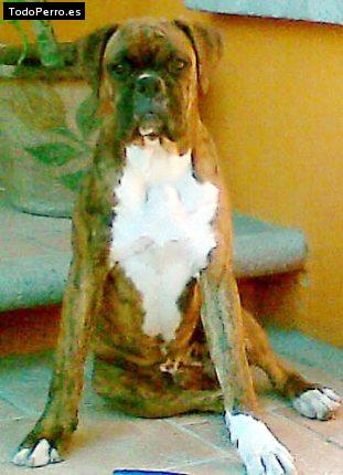 Foto del perro Toro