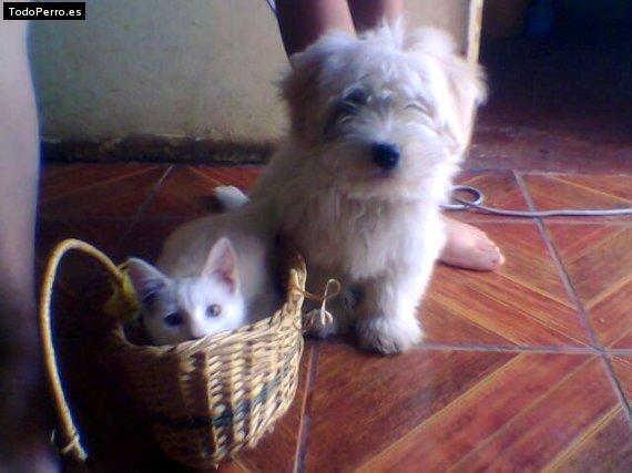 Foto del perro Toto