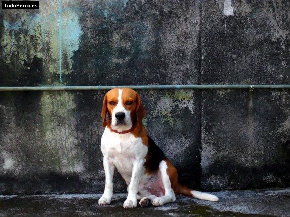 Foto del perro Manolo