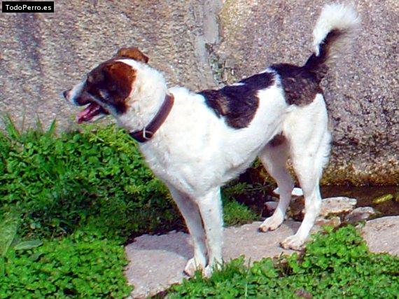 Foto del perro Tesi