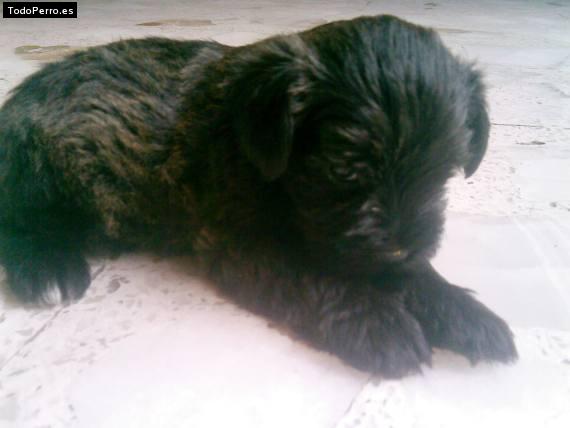 Foto del perro Blacky