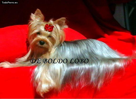 Foto del perro Wendy