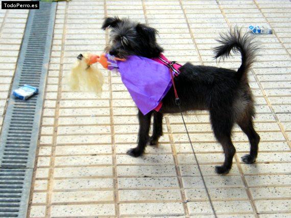 Foto del perro Betty