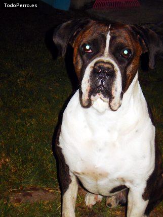 Foto del perro Tango
