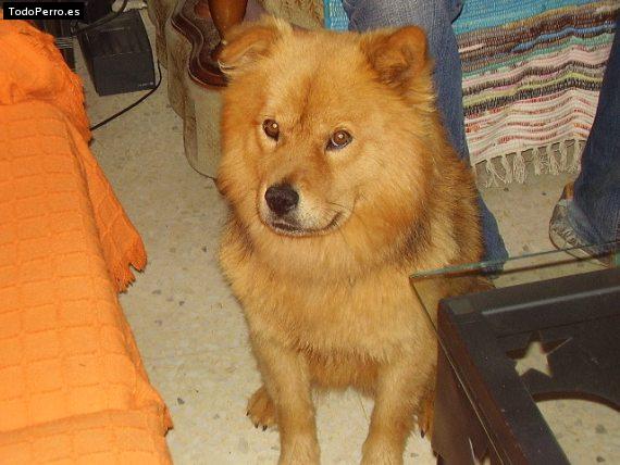 Foto del perro Simba