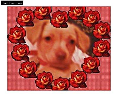Foto del perro Bilma
