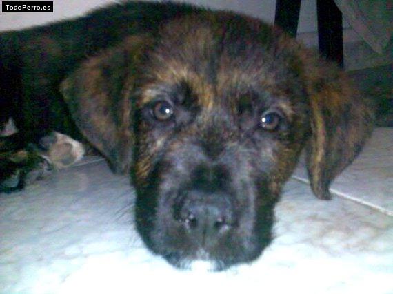 Foto del perro Cuqui