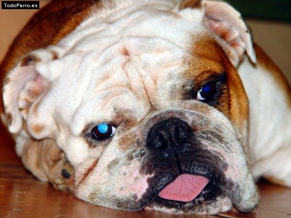 Foto del perro Harry