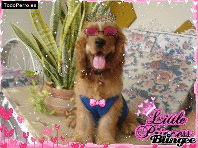 Foto del perro Lucy