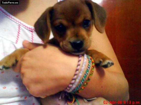 Foto del perro Noah