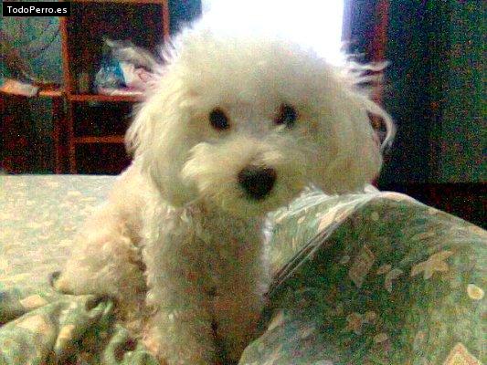 Foto del perro Beethoven