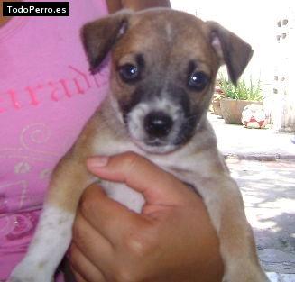 Foto del perro Matias