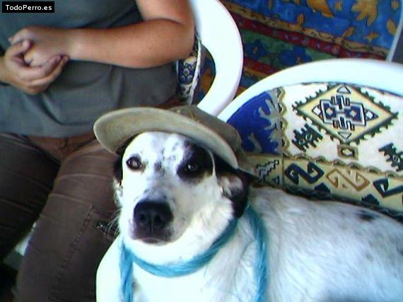 Foto del perro Noa