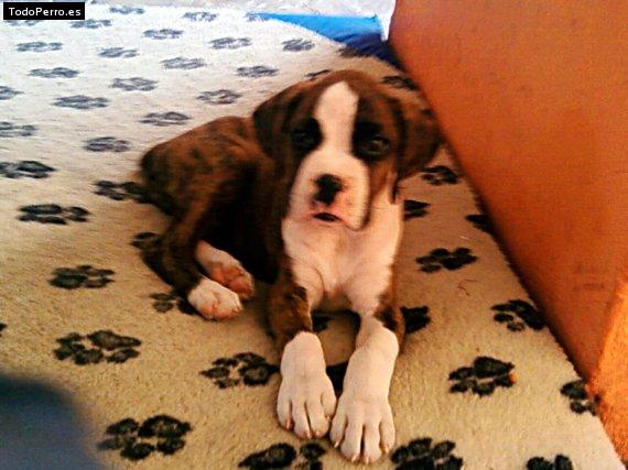 Foto del perro Roky