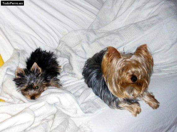 Foto del perro Nilo y booster