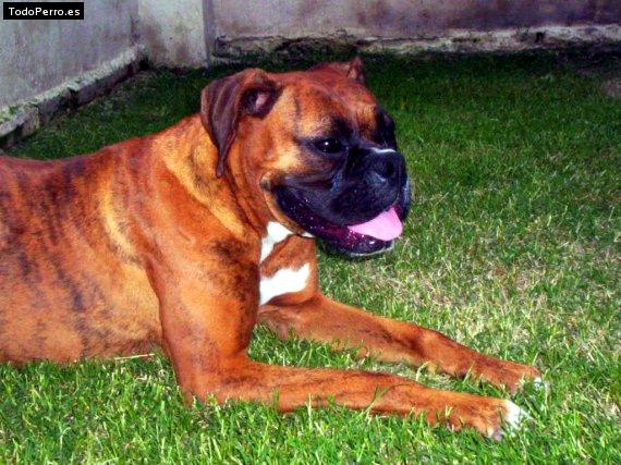 Foto del perro Jade