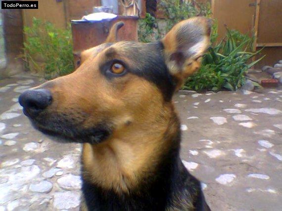 Foto del perro Neron