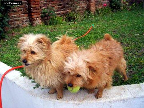 Foto del perro Bombom y firulauys