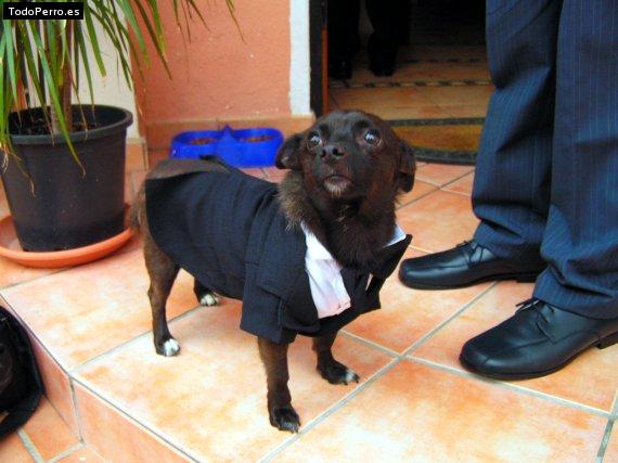 Foto del perro Nando