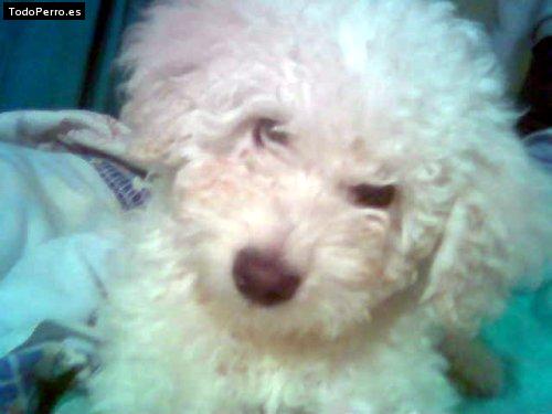 Foto del perro Tomy