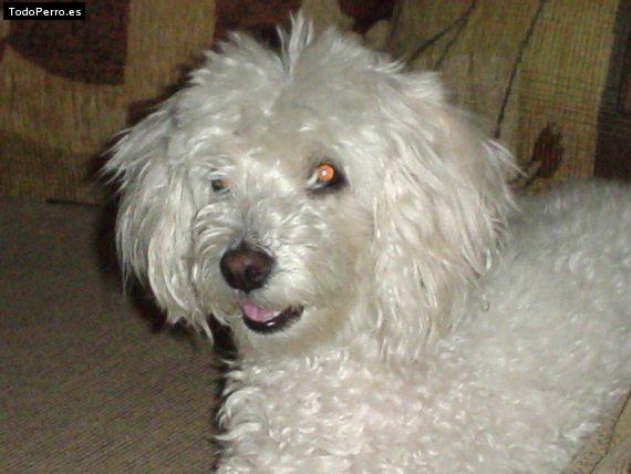 La foto del perro Candy Foto del perro Candy