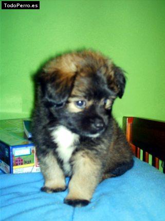 Foto del perro Simba