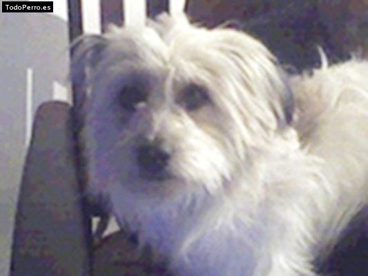 Foto del perro Roco