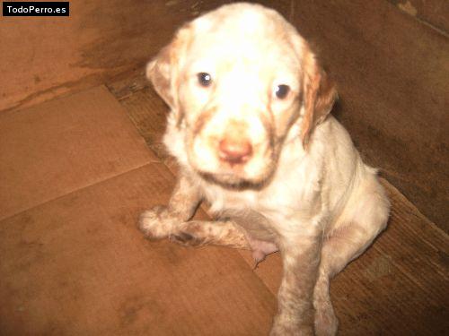 Foto del perro Stic