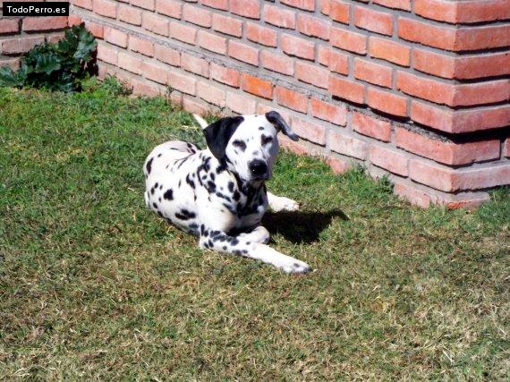 Foto del perro Pufi