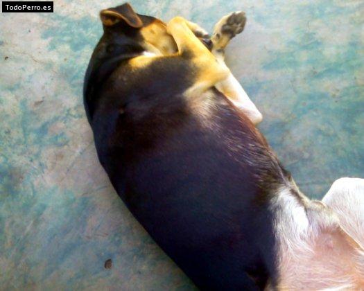 Foto del perro Bebe