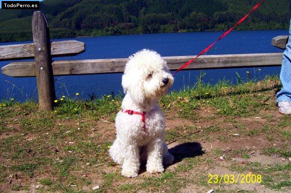 La foto del perro Isadora Foto del perro Isadora