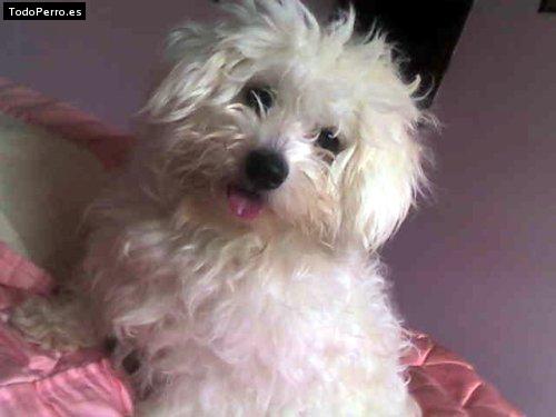 La foto del perro Chuchi Foto del perro Chuchi