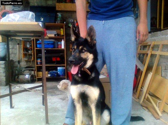 Foto del perro Terry