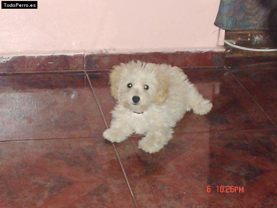 La foto del perro Cachupin Foto del perro Cachupin