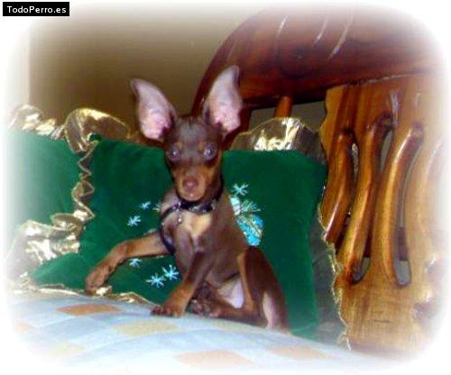 Foto del perro Rocco