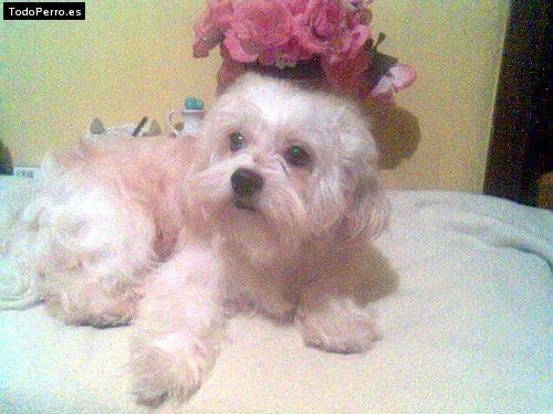 Foto del perro Sussy