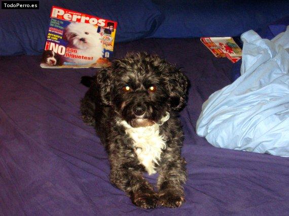 Foto del perro Uva