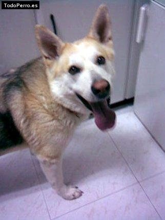 La foto del perro Chika Foto del perro Chika