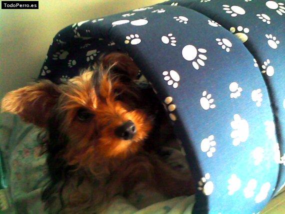 Foto del perro Niko