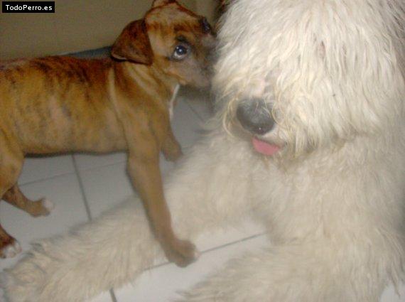 Foto del perro Remy