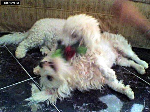 La foto del perro Cindy Foto del perro Cindy