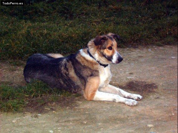 Foto del perro Boira