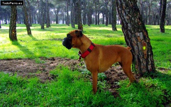 Foto del perro Bruska