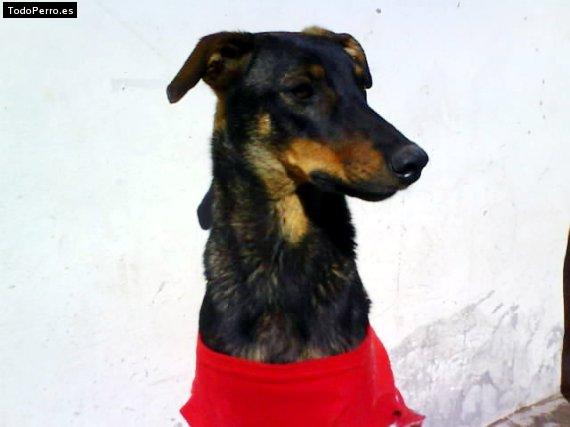 Foto del perro Mona