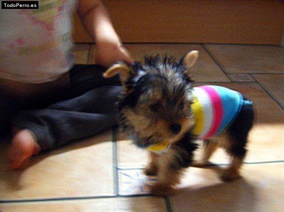 Foto del perro Ronni