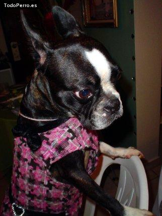 Foto del perro Bailey ann
