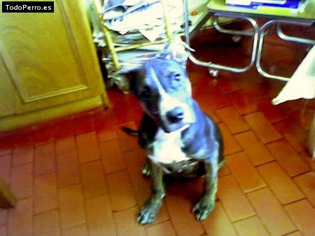 Foto del perro Brako