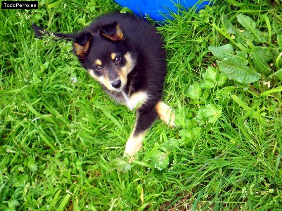 Foto del perro Cafu